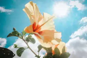 Květina a slunce